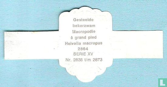 Gesteelde bekerzwam (Heivella macropus) - Afbeelding 2