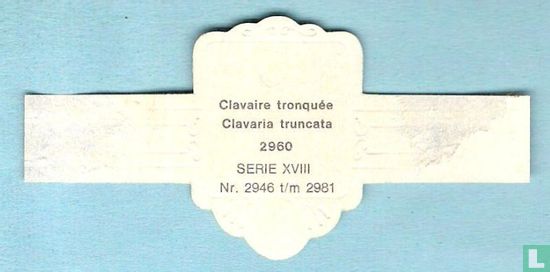 Clavaire tronquée (Clavaria truncata) - Afbeelding 2