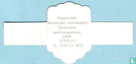 Pagemantei (Dermocybe semi-sanguineus) - Bild 2