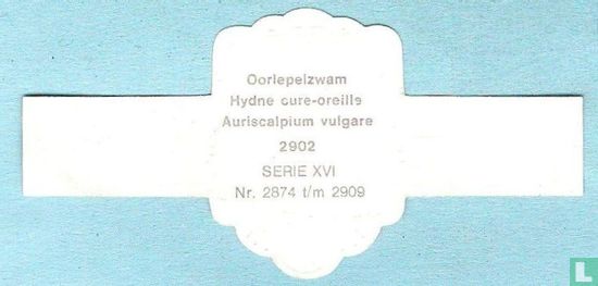 Oorlepelzwam (Auriscalpium vulgare) - Bild 2