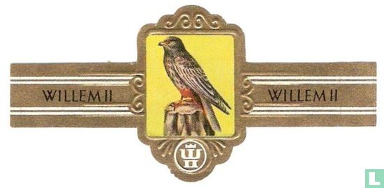 Roodpootvalk (Falco vespertinus) - Image 1