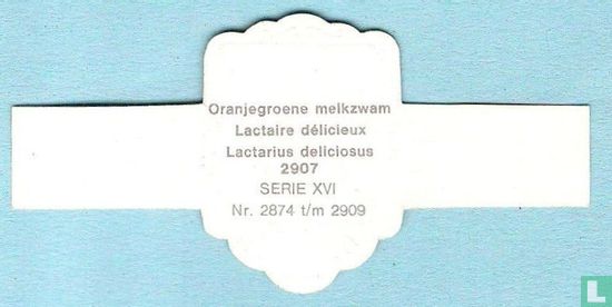 Oranjegroene melkzwam (Lactarius deliciosus) - Image 2