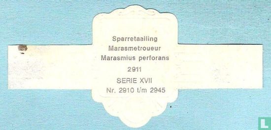 Sparretaailing (Marasmius perforans) - Image 2
