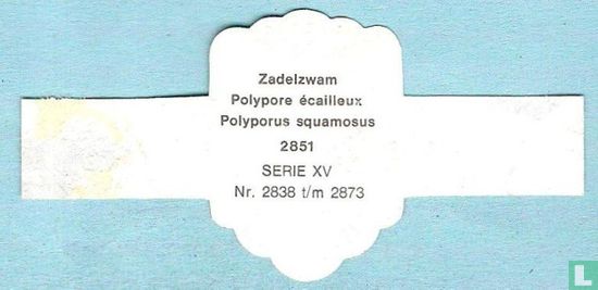 Zadelzwam (Polyporus squamosus - Afbeelding 2
