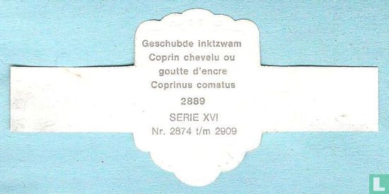 Geschubde inktzwam (Coprinus comatus) - Afbeelding 2