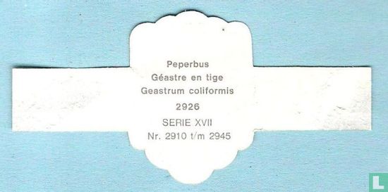 Peperbus (Geastrum coliformis) - Image 2