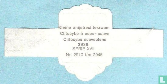 Kleine anijstrechterzwam (Clitocybe suaveolens) - Image 2