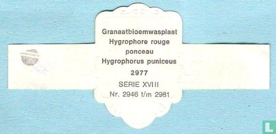 Granaatbloemwasplaat (Hygrophorus puniceus) - Image 2