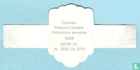Toizwam (Polystictus perennis) - Afbeelding 2