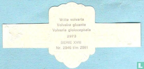 Witte volvaria (Volvaria gloiocephala) - Afbeelding 2