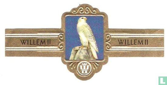 Witte Giervalk (Falco rusticolus candicans) - Bild 1