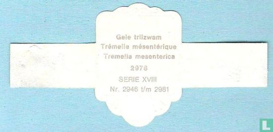 Gele trilzwam (Tremelia mesenterica) - Bild 2