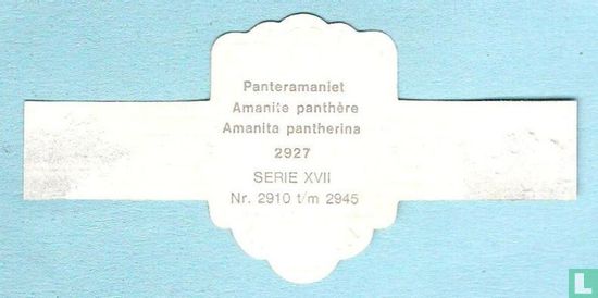 Panterameniet (Amanita pantherina) - Afbeelding 2