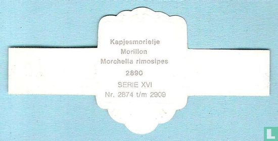 Kapjesmorielje (Morchella rimosipes) - Afbeelding 2