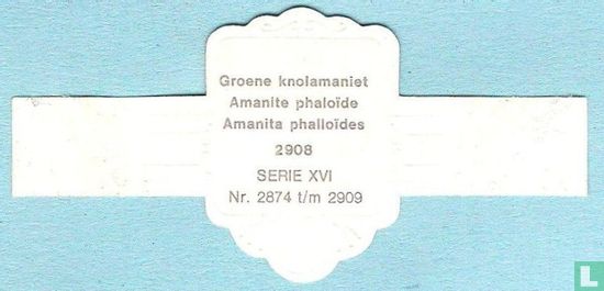 Groene knolamaniet (Amanita phalloïdes) - Image 2