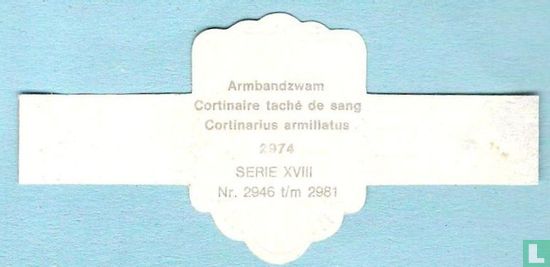 Armbandzwam (Cortinarius armillatus) - Afbeelding 2