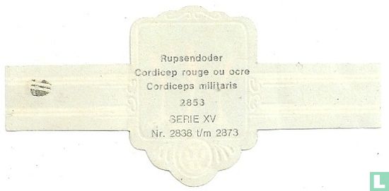Rupsendoder (Cordiceps militaris) - Afbeelding 2