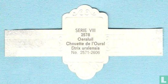 Oeraluil (Strix uralensis) - Image 2