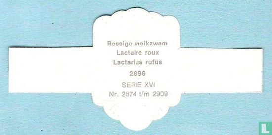 Rossige melkzwam (Lactarius rufus) - Bild 2