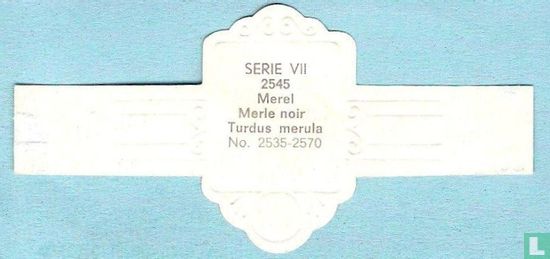 Merel (Turdus merula) - Image 2