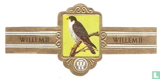 Slechtvalk (Falco peregrinus) - Afbeelding 1
