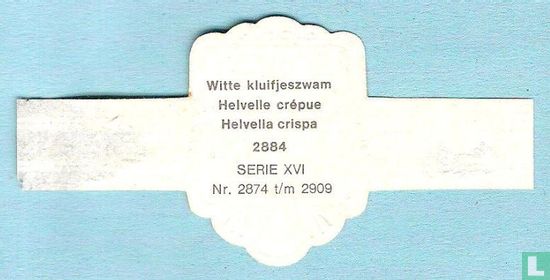 Witte kluifjeszwam (Helvella crispa) - Afbeelding 2