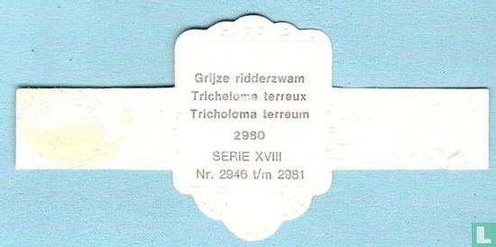 Grijze ridderzwam (Tricholoma terreum) - Afbeelding 2