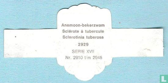 Anemoon-bekerzwam (Sclerotinia tuberosa) - Image 2