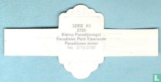 Kleine Paradijsvogel (Paradisaea minor) - Image 2