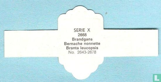 Brandgans (Branta leucopsis) - Image 2