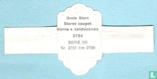 Grote Stern (Sterna s. sandvicensis) - Afbeelding 2