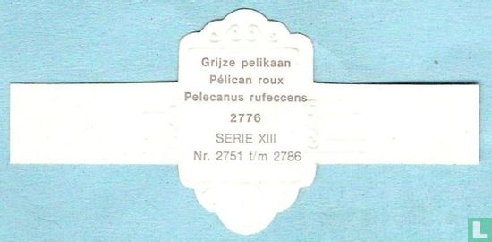 Grijze pelikaan (Pelecanus rufeccens) - Afbeelding 2
