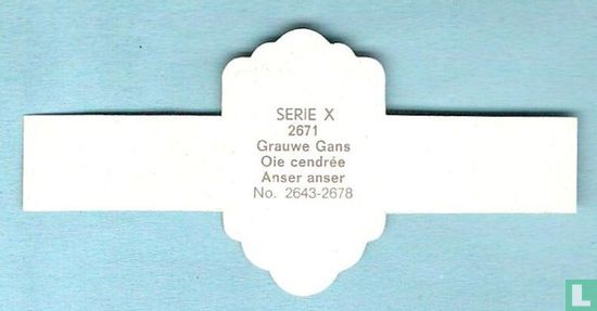 Grauwe Gans (Anser anser) - Image 2