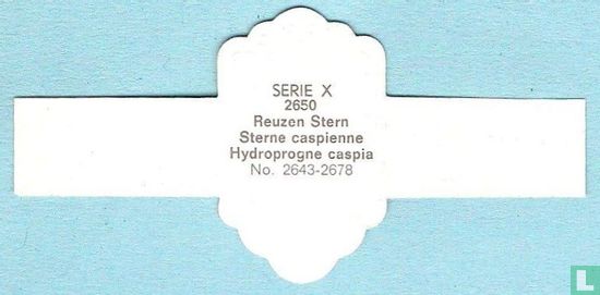 Reuzen Stern (Hydroprogne caspia) - Image 2