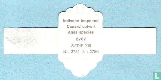 Indische loopeend (Anas species) - Afbeelding 2