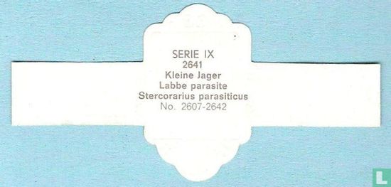 Kleine Jager (Stercorarius parasiticus) - Afbeelding 2