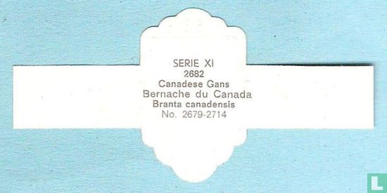 Canadese Gans (Branta canadensis) - Afbeelding 2