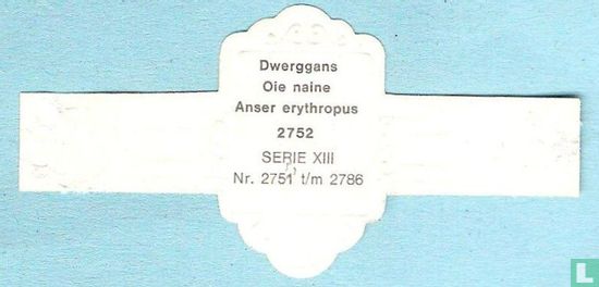 Dwerggans (Anser erythropus) - Afbeelding 2
