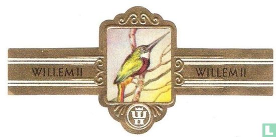 Bruinstaartglansvogel (Galbula ruficauda) - Afbeelding 1