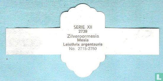 Zilveroormesia (Leiothrix argentauris) - Image 2