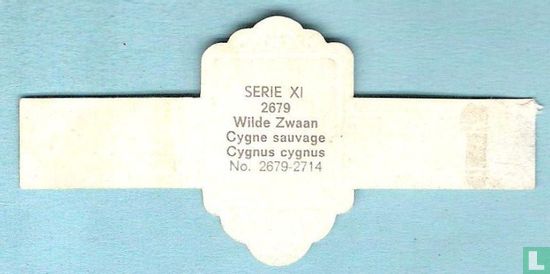 Wilde Zwaan (Cygnus cygnus) - Image 2