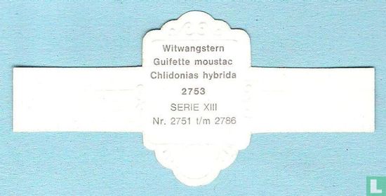 Witwangstern (Chlidonias hybrida) - Afbeelding 2