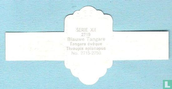 Blauwe Tangare (Thraupis episcopus) - Afbeelding 2