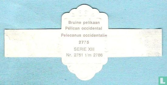 Bruine pelikaan (Pelecanus occidentalis) - Image 2