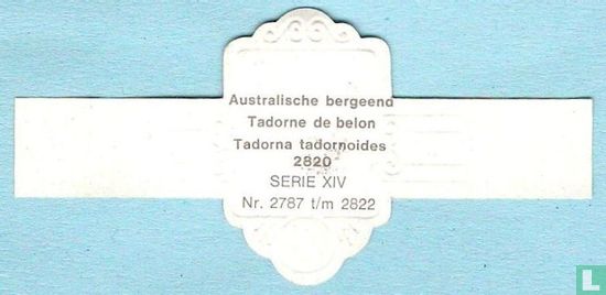 Australische bergeend (Tadorna tadornoides) - Afbeelding 2