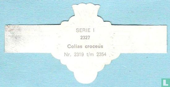 Colias croceus - Bild 2