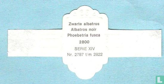 Zwarte albatros (Phoebetria fusca) - Image 2