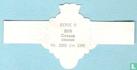 Cossus cossus - Image 2