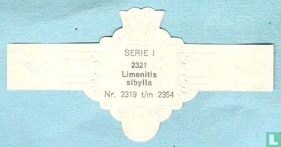 Limenitis sibylla - Bild 2