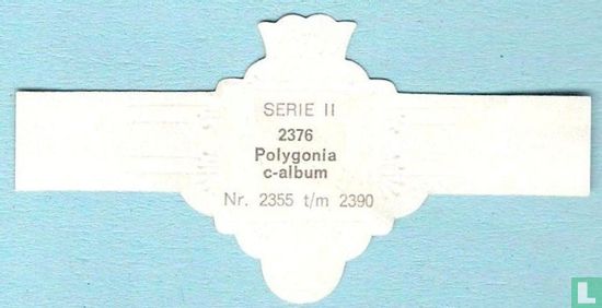 Polygonia c-album - Bild 2